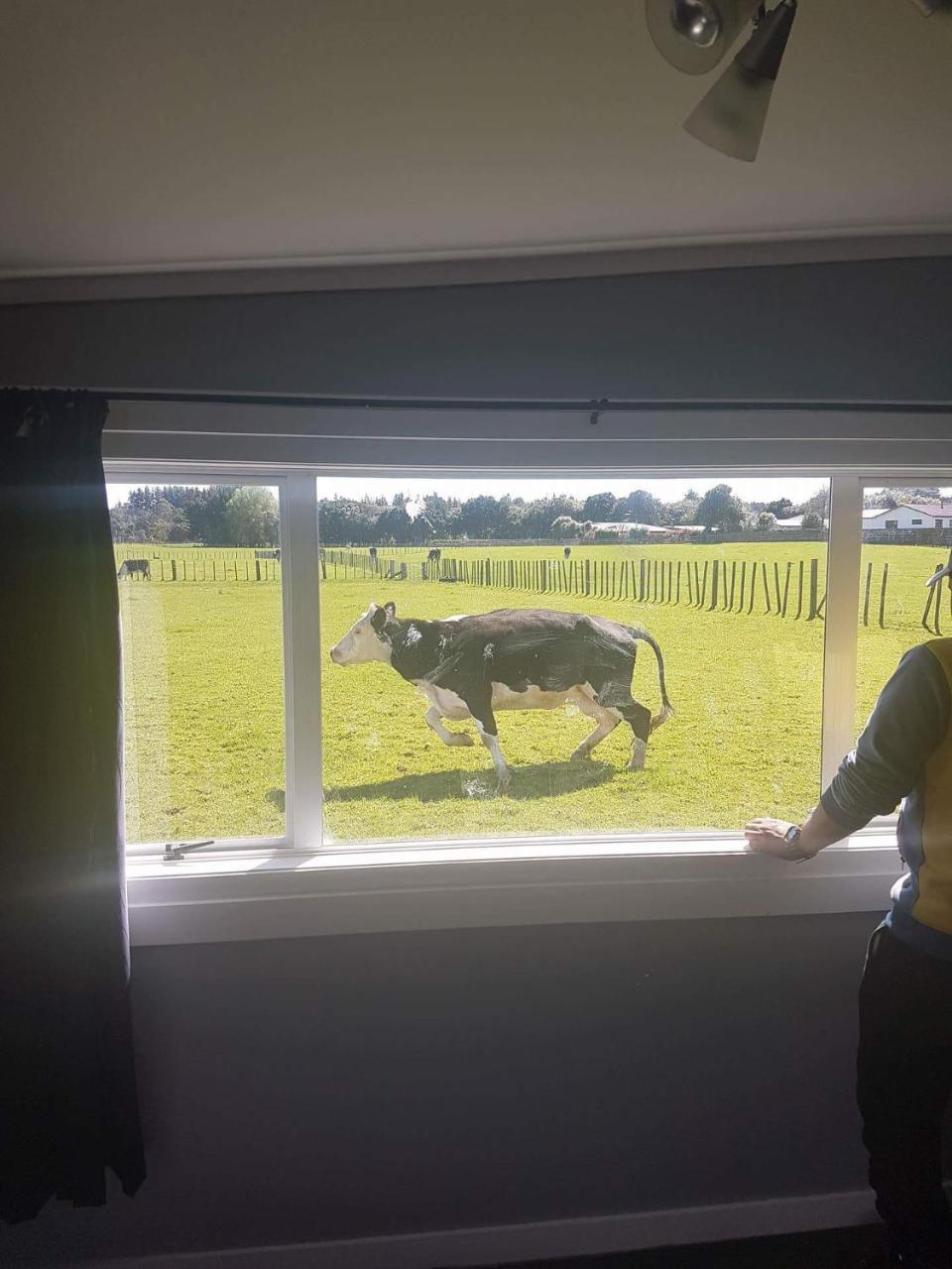 Lancewood Lodge Bulls Kültér fotó